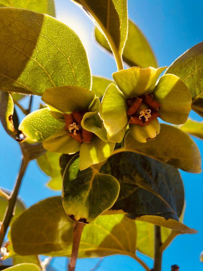 Afrikan Krisant Tenerife, Casa Rural Ecologica Arafo Eksteriør billede