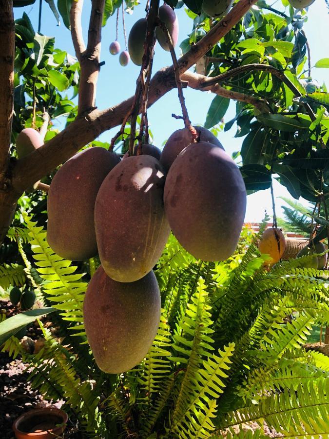 Afrikan Krisant Tenerife, Casa Rural Ecologica Arafo Eksteriør billede