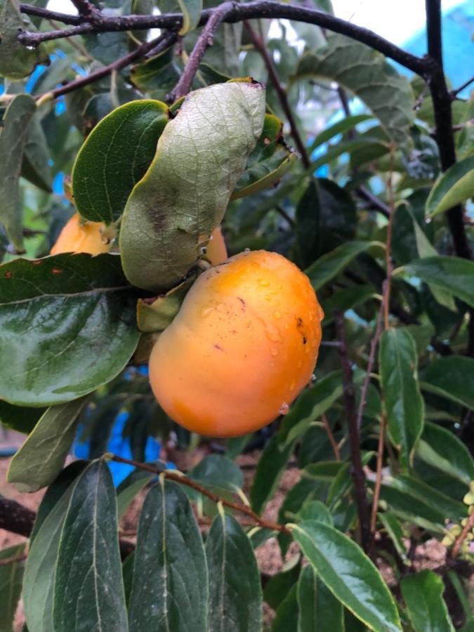 Afrikan Krisant Tenerife, Casa Rural Ecologica Arafo Eksteriør billede