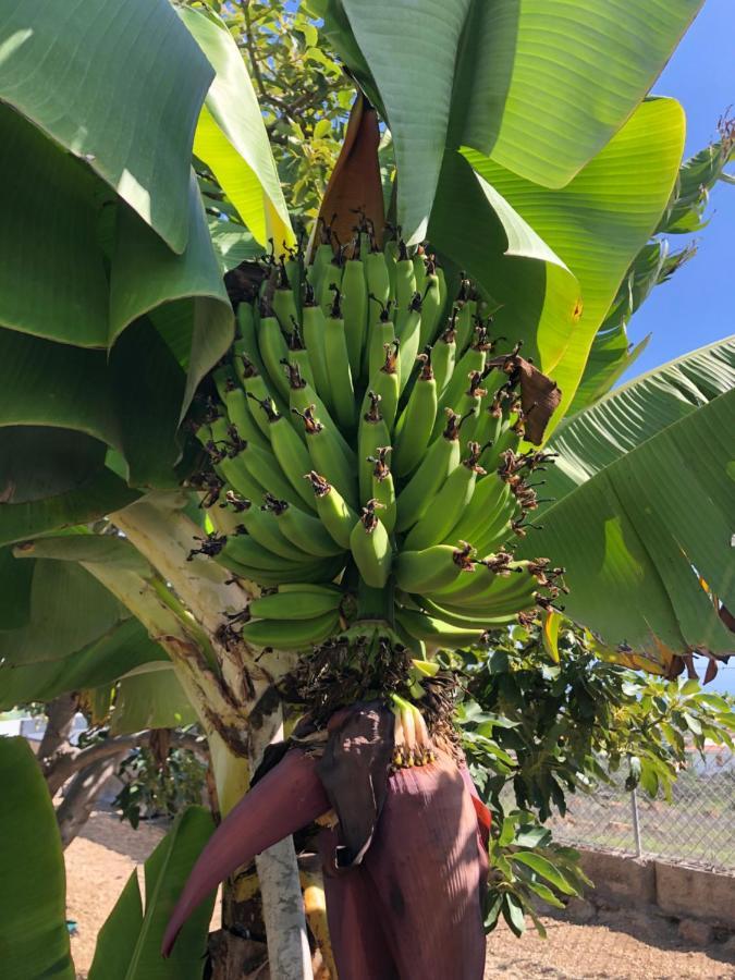 Afrikan Krisant Tenerife, Casa Rural Ecologica Arafo Eksteriør billede