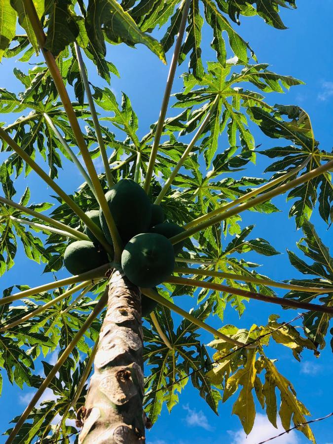 Afrikan Krisant Tenerife, Casa Rural Ecologica Arafo Eksteriør billede