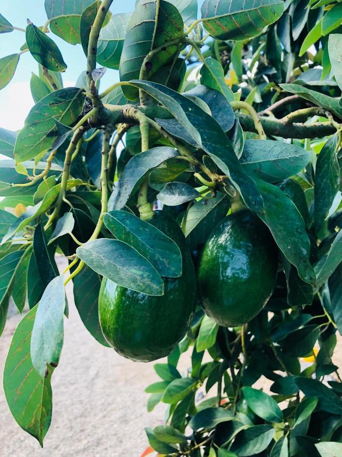 Afrikan Krisant Tenerife, Casa Rural Ecologica Arafo Eksteriør billede