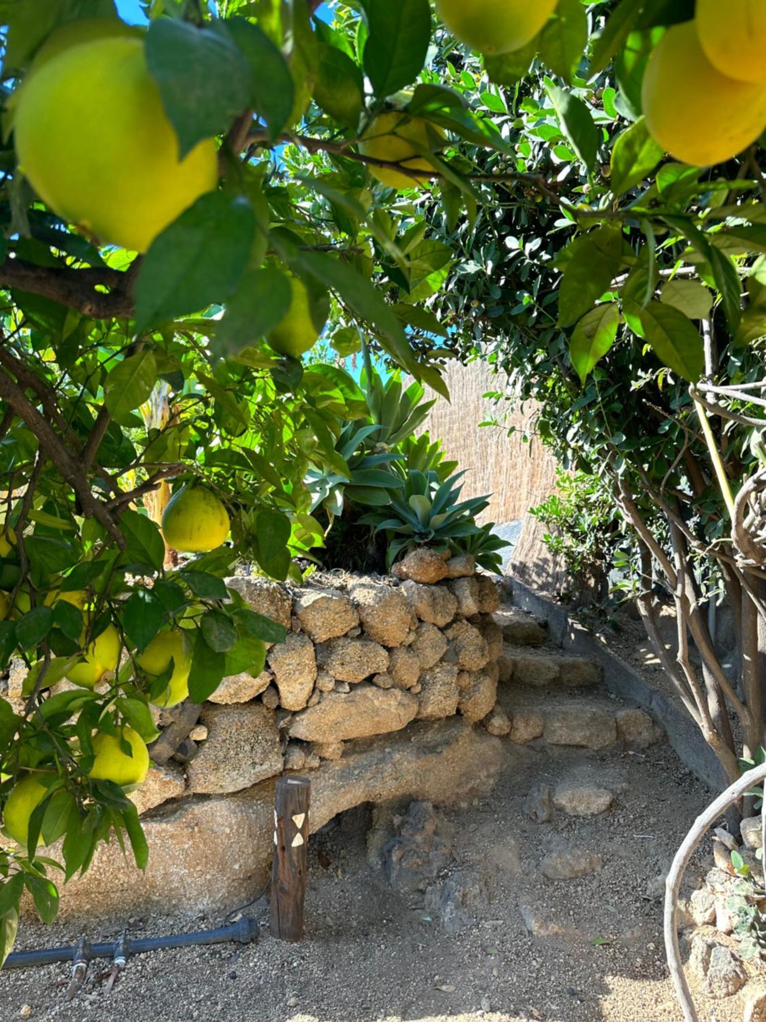 Afrikan Krisant Tenerife, Casa Rural Ecologica Arafo Eksteriør billede