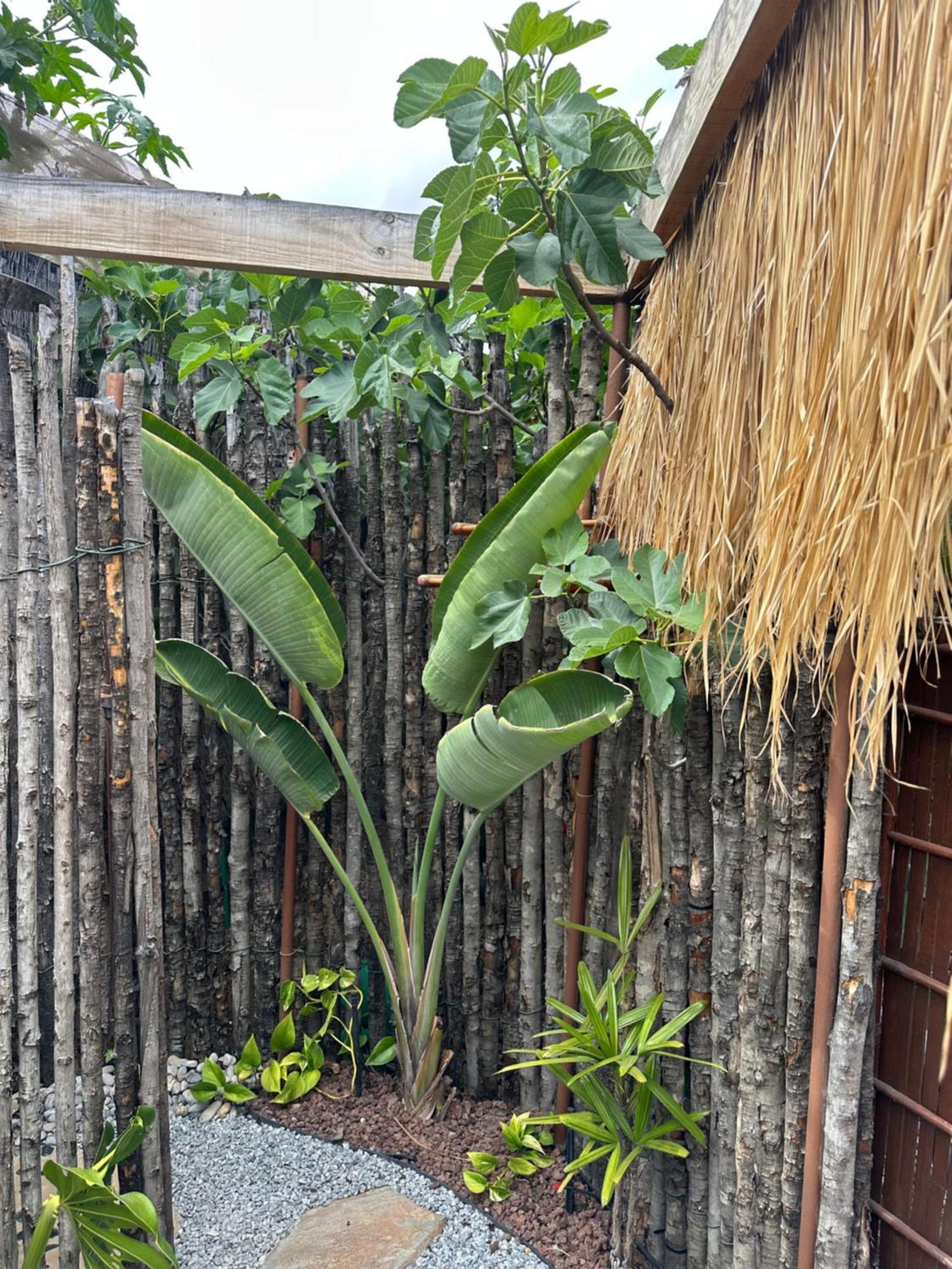 Afrikan Krisant Tenerife, Casa Rural Ecologica Arafo Eksteriør billede